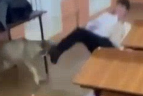 Собака напала на нескольких студентов во Владикавказе