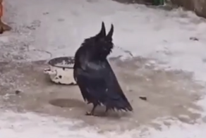 Ворон в восторге от снега