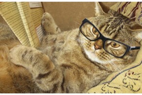 Каким звуком можно позвать кота