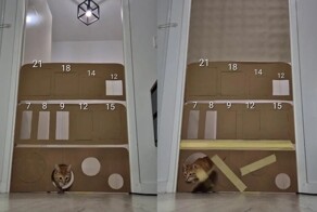 В&nbsp;насколько узкое отверстие может пролезть кот?