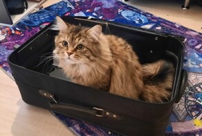 25 животных, которые в совершенстве овладели искусством демонстрации чувств вины, тоски и грусти