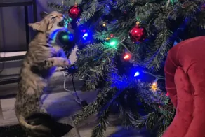 25 озорных котиков, без которых мир не был бы таким прекрасным