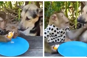 Обезьяна не захотела делиться едой с собакой