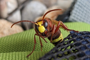 Восточный шершень: крупные осы захватывают юг России