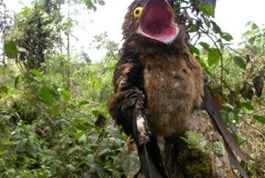 Психические расстройства у животных: тёмная тема, о которой совсем не пишут