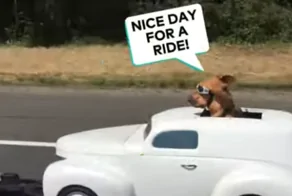 Отличный день для поездки": пёс-водитель на необычном авто