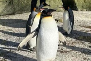 Зоологи восемь лет называли женским именем самца-пингвина