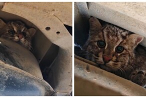 Амурский лесной кот забрался под машину, чтобы погреться