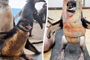 Сотрудники зоопарка научили пингвинёнка заново ходить