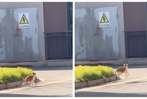 Котёнок рад хорошей погоде