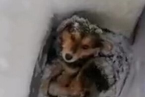 Мужчина спас замерзающего в снегу щенка