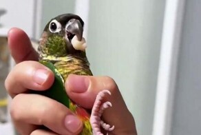 Стоматологический попугай