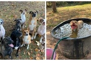 Познакомьтесь с парой, приютившей 12 бездомных собак