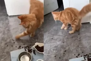 Кот играет с кормом