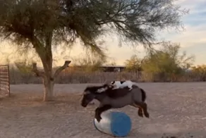 Терьер прокатился на спине пони, показав навыки элитного жокея