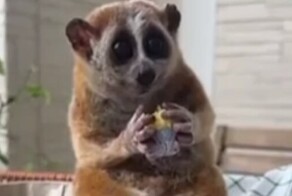 Лори лакомится кексом