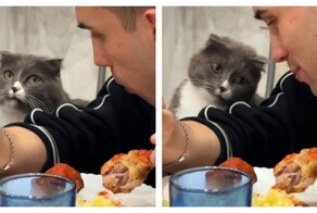 Кот пытается выпросить куриную ножку