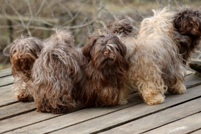Русская болонка: легендарная советская порода. Сегодня дела у неё хуже некуда