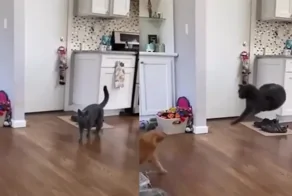 Довёл: уморительная реакция кота на появление рыжего брата