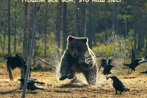 Весёлые картинки