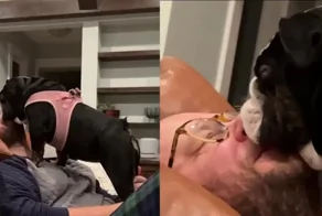 «Тут буду спать»: пёс уснул стоя на хозяине