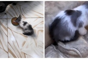 С подвохом: котёнок с необычным окрасом