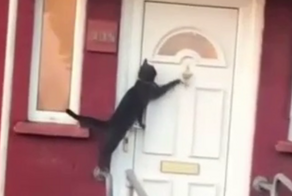 Коты просятся домой после прогулки