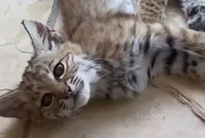 Кот, которого нельзя погладить