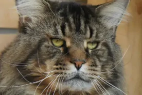 "Даже собаки его боятся": в сети прославился кот, которого выгуливают на поводке