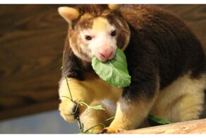 Милый зверёк из Новой Зеландии