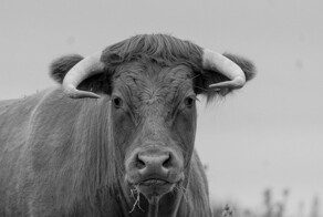 В Сочи беспризорной молодой бык напал на женщину и напугал школьников