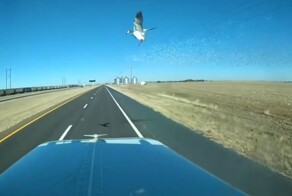 Птичку жалко