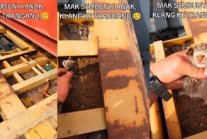 Мужчина спас котёнка, оказавшегося под контейнером