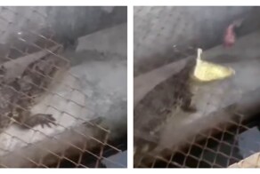 Даже у крокодилов бывают плохие дни
