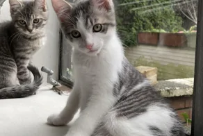 20 смешных и родных котеек, которые не дадут хозяину загрустить