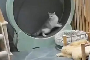 Коты в беговом колесе