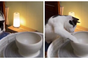 Пушистая творческая личность