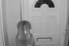 "Не могла поверить глазам": женщина увидела на скрытой камере, что ее пес делает ночью