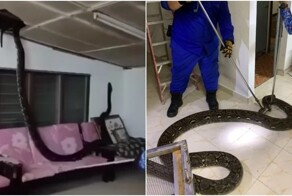 Змея проломила потолок в доме