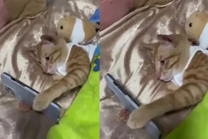 Кот залипает в телефоне перед сном