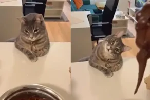 Домашний кот наблюдает, как готовит хозяйка