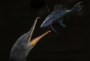 На общую тему&nbsp;