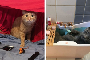 16 фото котов, чьи хозяева явно решили победить в конкурсе “Лучший способ избаловать своего питомца”