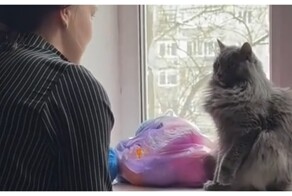 Секрет побед кота в гляделки
