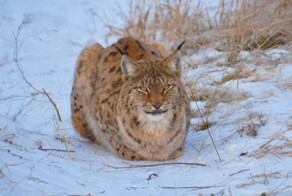 Рысь заблокировала женщину-охранника в кабинке железнодорожного моста