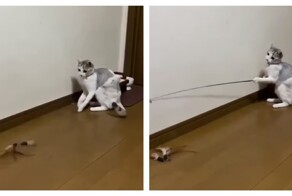 Кошка сама себя развлекает