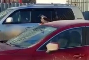 Ворона решила покататься на картонке с машины