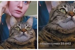 Девушка сделала табличку для кота в Excel