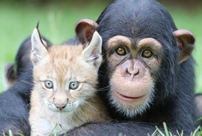 25 поразительных примеров дружбы среди животных