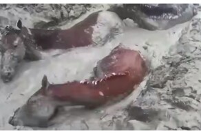 Лошади застряли в яме с глиной в Дагестане